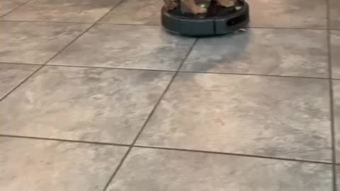 Puppy has fun riding robot vacuum