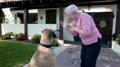 Adorable Puppy Caressing By Owner - Pleasing Time!