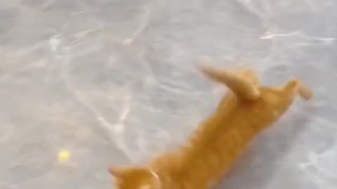 Cats' Favorite Toys