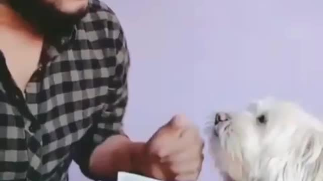 my dog helps me get money