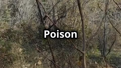 How to Identify Poison Ivy SHTF #prepping #shtf #shtfsurvival