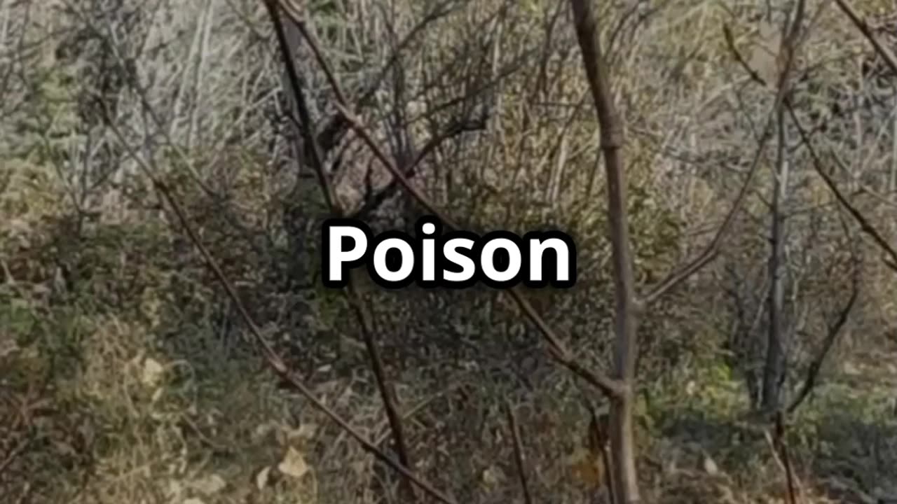 How to Identify Poison Ivy SHTF #prepping #shtf #shtfsurvival