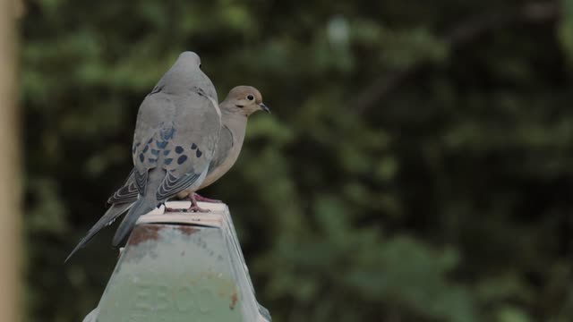 what are you doing with this bird?