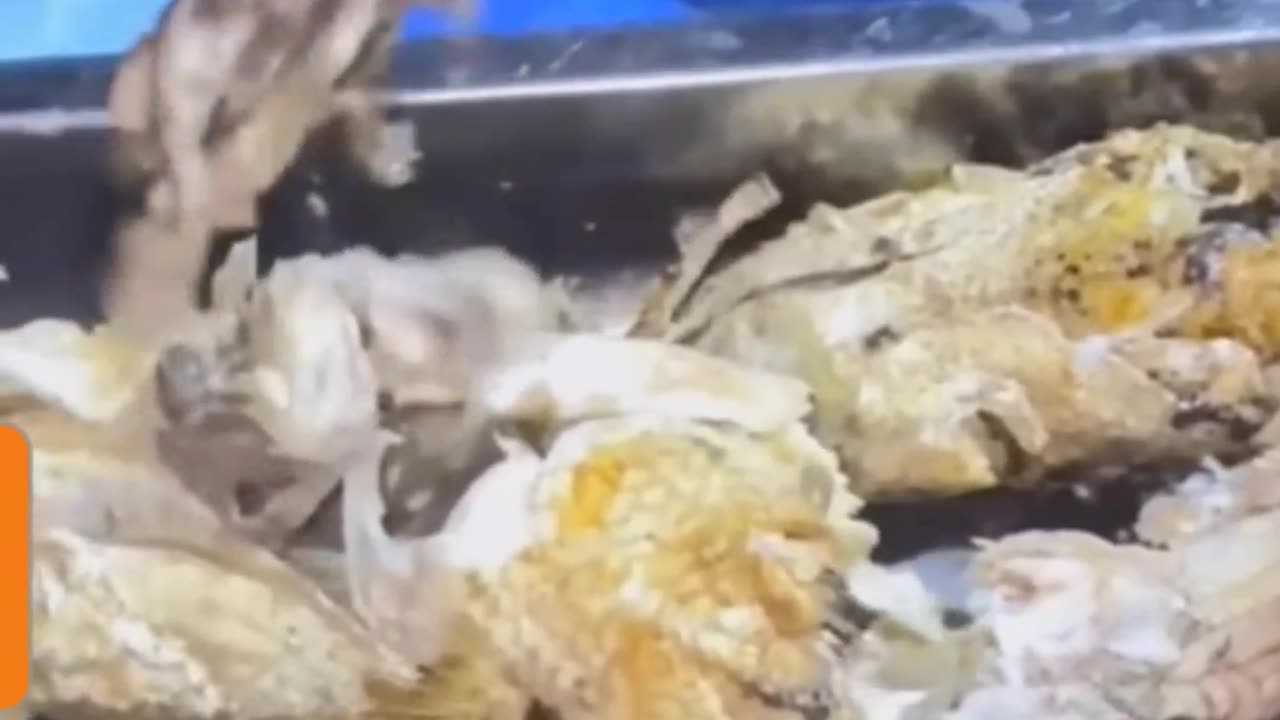Be Careful While Eating Fish