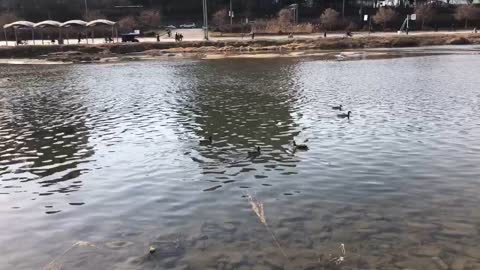 Wild Ducks swim river and eat something