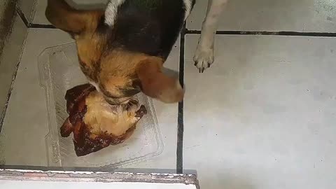 Dogy Eats His Beloved Birthday Chicken With Family