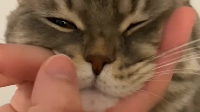Playing with cute cat