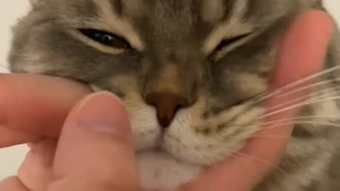 Playing with cute cat