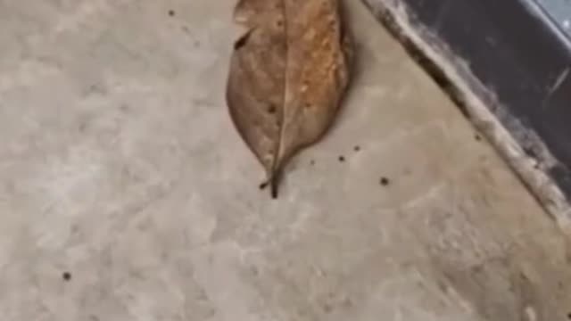 I was surprised to see what this thing actually was