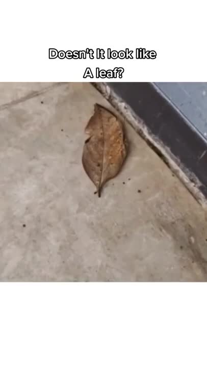 I was surprised to see what this thing actually was