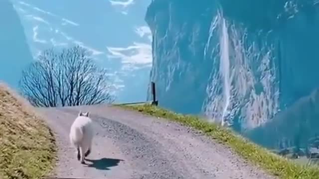 Dog On a walk through Switzerland
