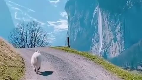 Dog On a walk through Switzerland