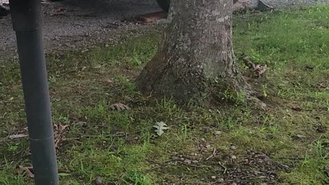 Lightning Bugs at Campsite in TN