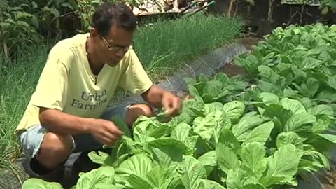 Lush farms sprout amid Manila's concrete sprawl