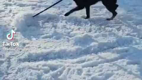 JUST A DOG😂 SHOVELING SNOW ❄️