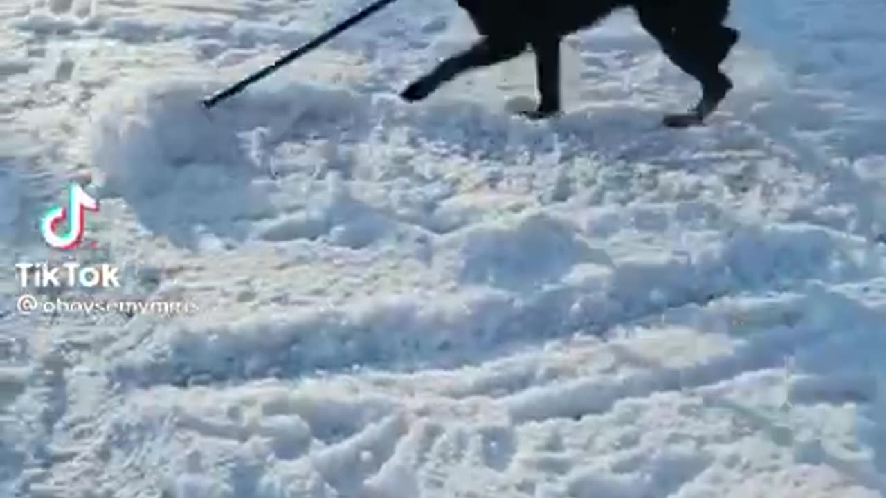 JUST A DOG😂 SHOVELING SNOW ❄️