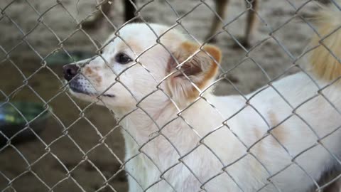 Poor abandon dogs in shelter, wagging tail and waiting for new owner to adopt