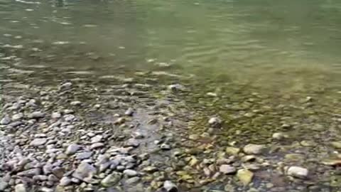 Border Collie swimming