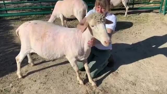 A very affectionate ram