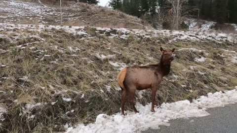 Santa's Reindeer Got Loose! Elk, the. Roosevelt and Rocky Mountain, which look quite similar.