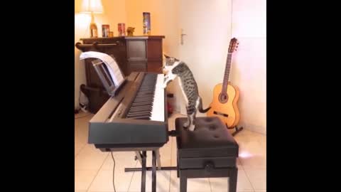 AMAZING CAT PLAYING PIANO THEN SING IN THE END 😂