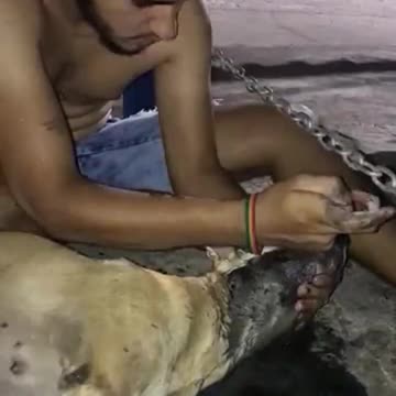 Poisoned Pup Saved By Animal Rescuer