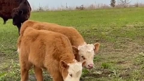 The mother cow groomed her calf in the meadow