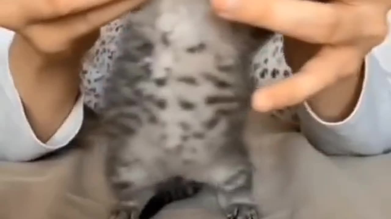 cute cat video