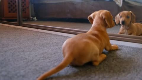 Cute dog plays with mirror