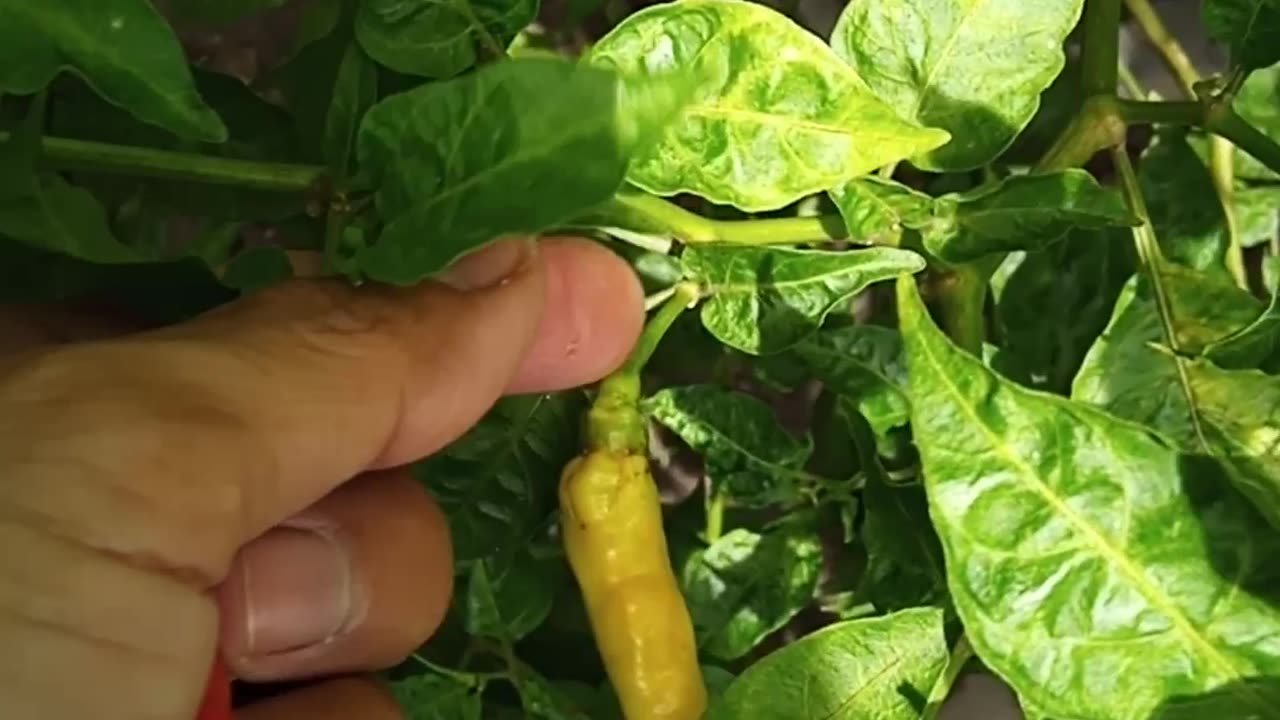 Harvesting chili peppers