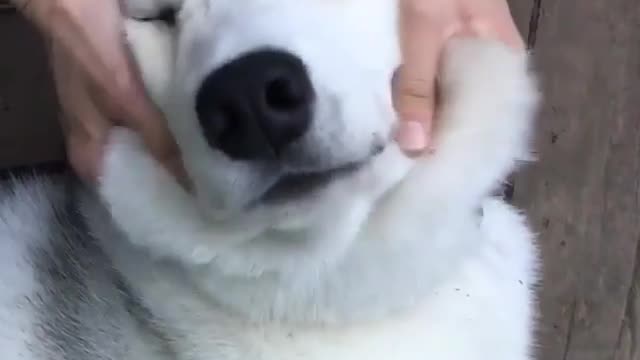 Pinch the dog's fat face
