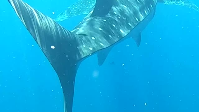 Take the plunge and swim with whale sharks