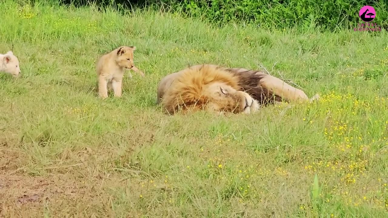 Naughty lion baby cute and funny # support my channel # millions views #like share#