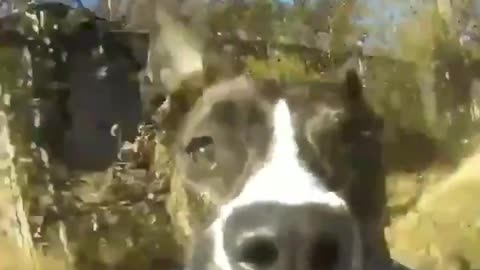 The dog which steals husband's GoPro and runs