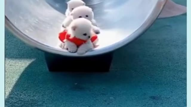 cute puppy | cute puppies sliding | cute puppies playing