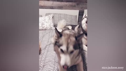 Funniest Dog Videos