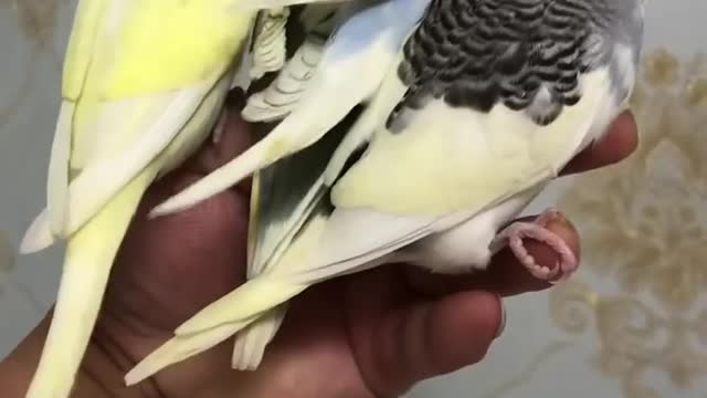 Small parrot