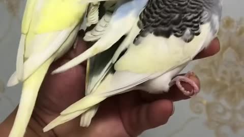 Small parrot