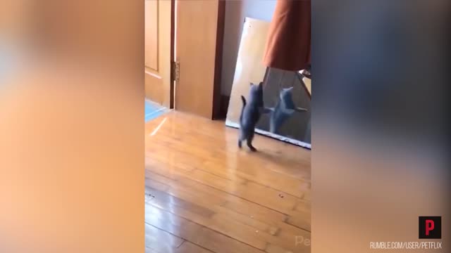 Curious Cat Gets Scared While Striking Pose in Mirror