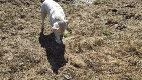 Labrador for frog.