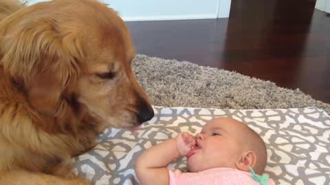 Baby talks to Golden Retriever