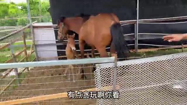 pony looking for mother
