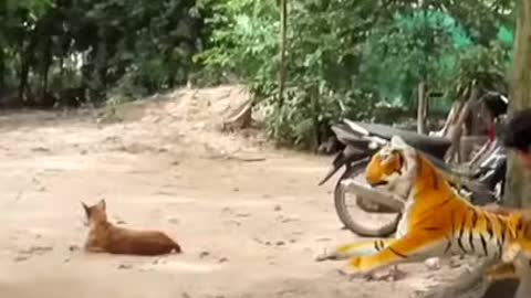 Fake Tiger very funny Video with Dog