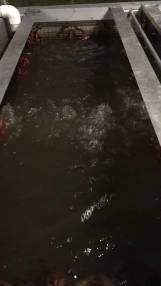 It’s about that time of the season 🦞