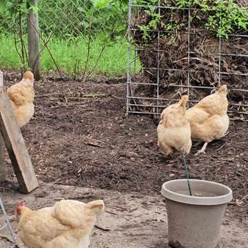 OMC! Chicken friends eating treats and having fun, including Whitey! #chickens #friends #shorts