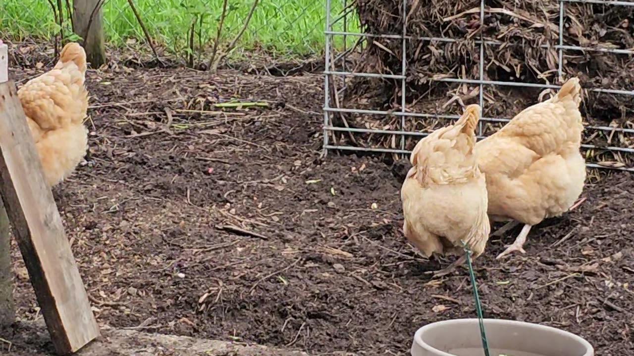 OMC! Chicken friends eating treats and having fun, including Whitey! #chickens #friends #shorts