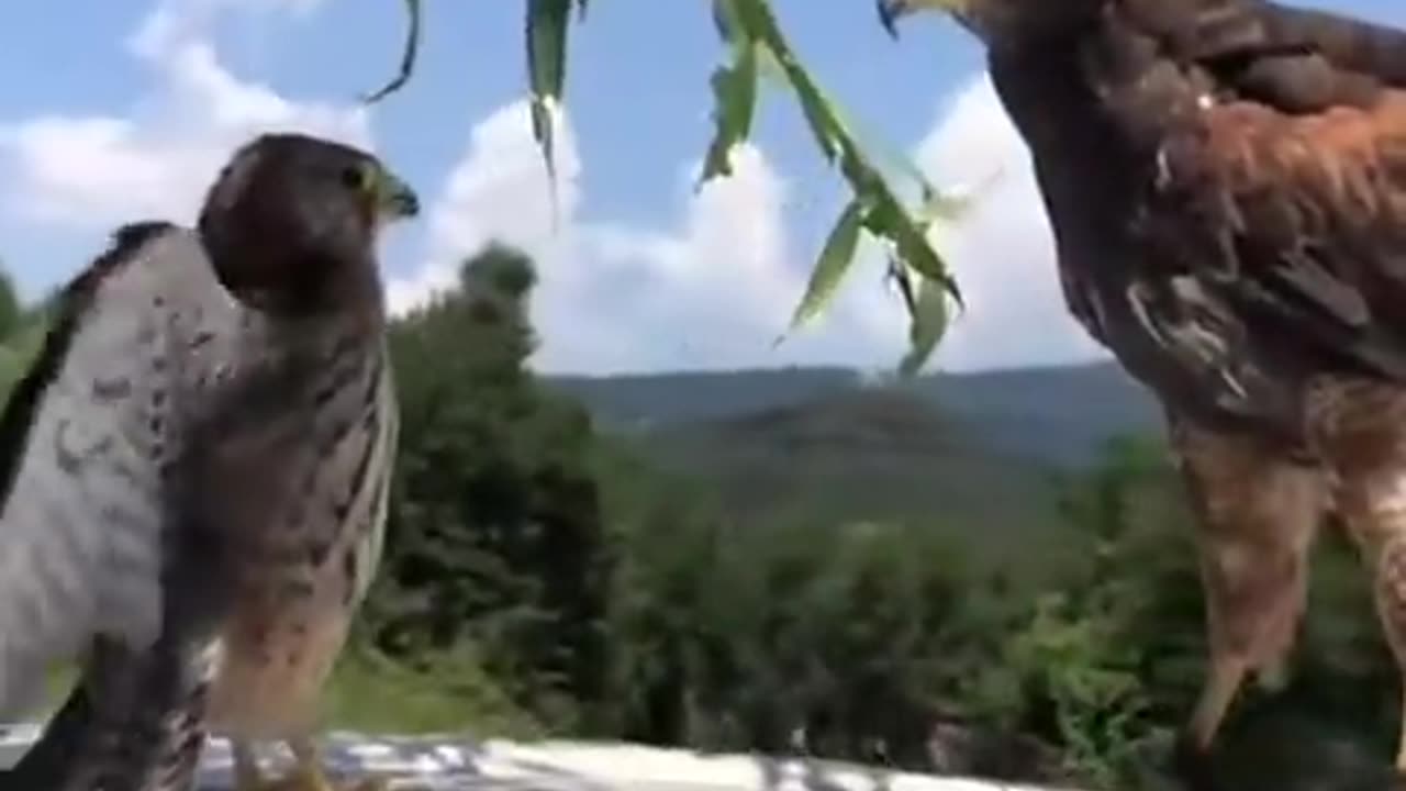 A great fight between a hawk and a Falcon 🦅🦅🦅