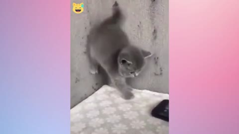 Super Funny Cats