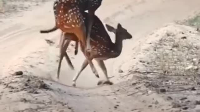 Animal funny video natting funny video