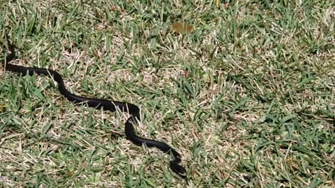 Black racer snake acting like a weirdo